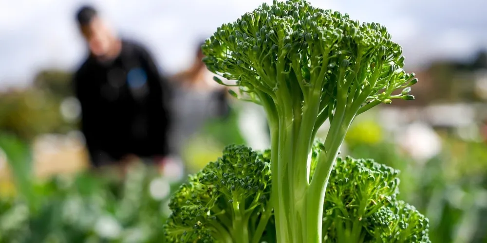 Estado lidera o ranking nacional com mais de 4,2 mil certificados válidos junto ao Ministério da Agricultura