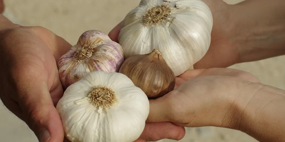 Novos descontos garantem fôlego financeiro para quem produz alho, trigo e mel no estado