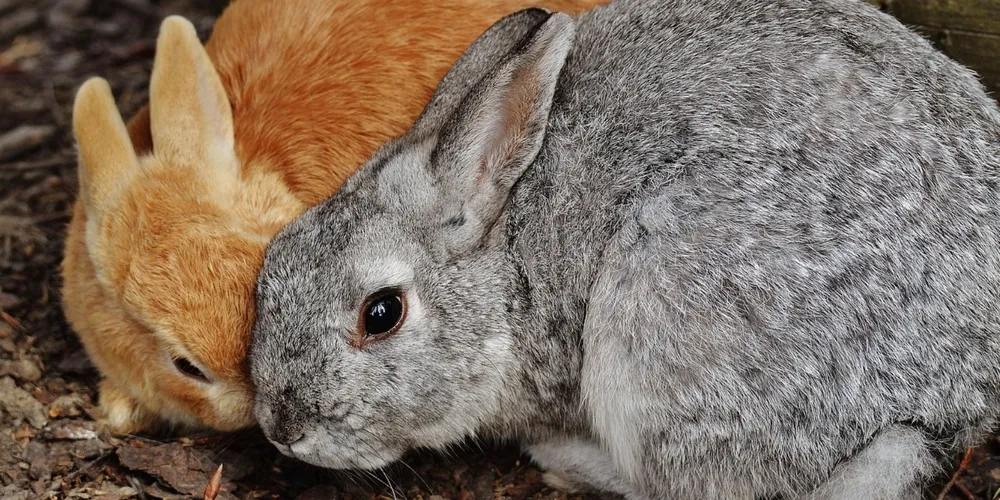 Estado registra avanço nos abates de bovinos e se mantém como referência nacional na criação de coelhos e aves