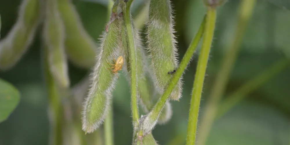 Complexo soja lidera o faturamento do agronegócio paranaense com US$ 1,47 bilhão no trimestre