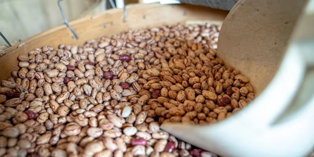 Lavouras de feijão segunda safra no Paraná estão sob risco de abortamento de flores e doenças fúngicas devido à instabilidade climática