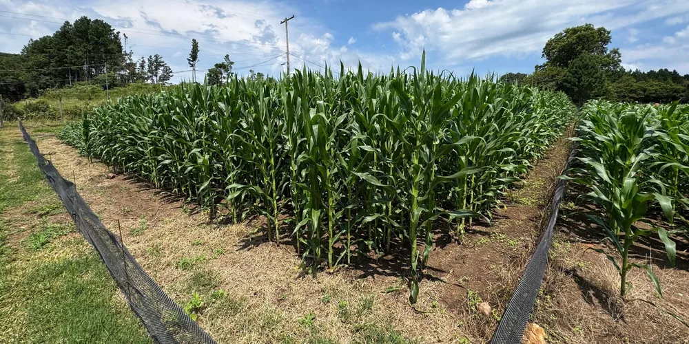 A tecnologia húngara SteriClean será produzida em Toledo (PR) para atender o mercado de orgânicos e a pecuária