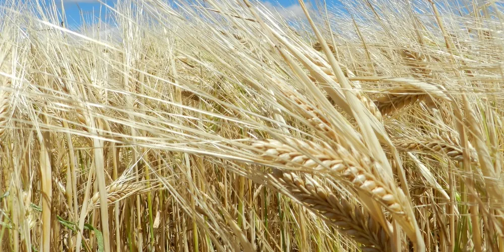 Investimento em biotecnologia busca garantir produtividade recorde e padrão industrial para as maltarias instaladas no Paraná