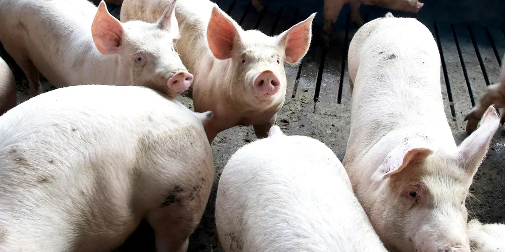 Suinocultura paranaense foca no mercado interno, garantindo que quase 24% da carne consumida no Brasil venha de granjas estaduais
