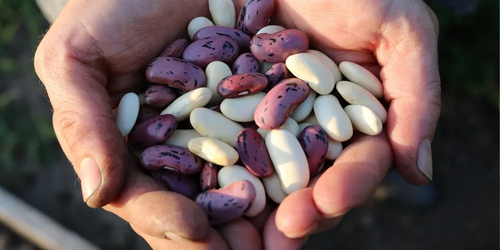 Clima seco começa a impactar a qualidade das lavouras na segunda safra paranaense