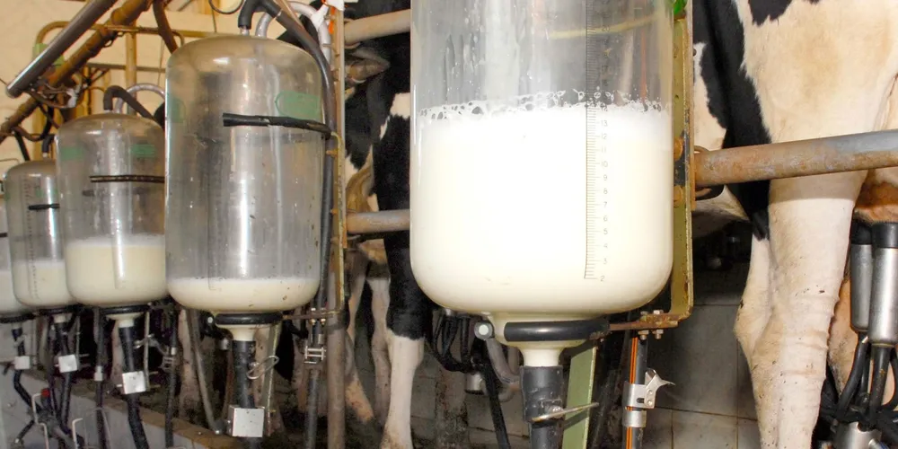 Estado puxa a fila da recuperação de preços no setor lácteo nacional em 2026