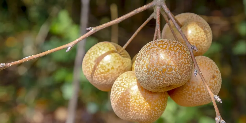 Suinocultura do Paraná segue no ritmo de recordes históricos nas exportações