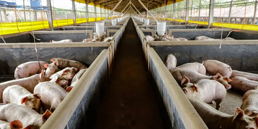 Produção de suínos no Paraná atende padrões internacionais e consolida o estado como líder em embarques para mercados estratégicos na Ásia