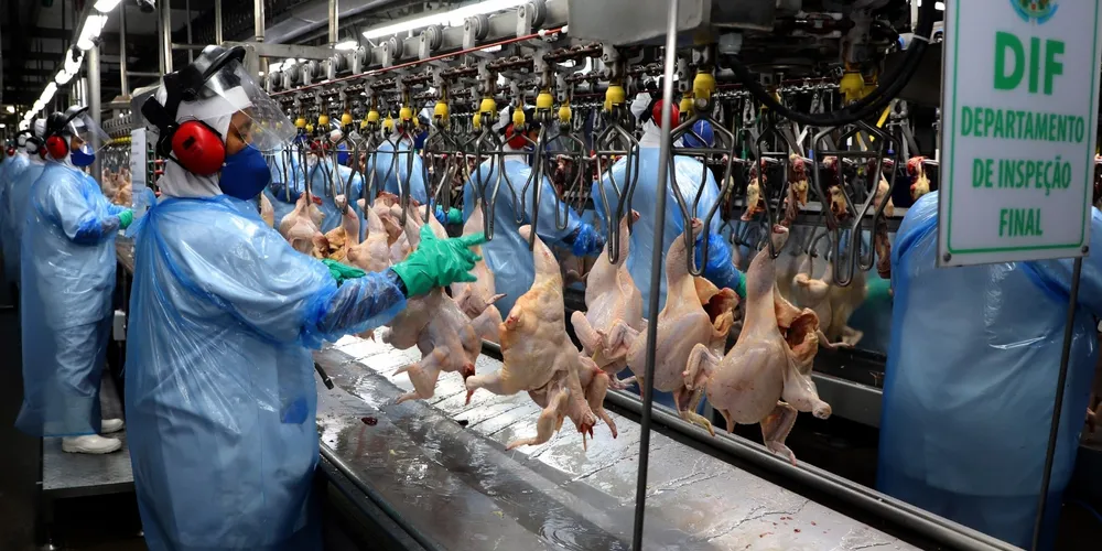 Complexo avícola paranaense opera em ritmo acelerado para atender à demanda recorde da Ásia e do Oriente Médio no início de 2026