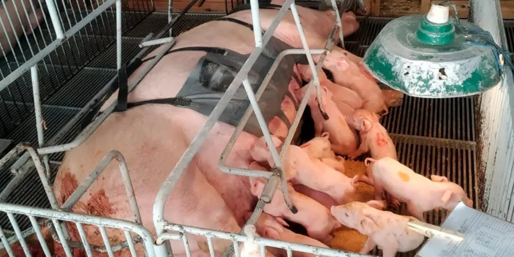 Tecnologia e bem-estar animal: startup paranaense avança na suinocultura com apoio do Anjo Inovador