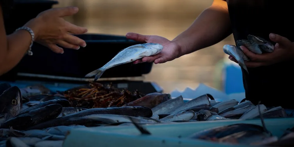 Tilápia lidera a preferência dos brasileiros e deve registrar recorde de vendas durante a Semana Santa de 2026