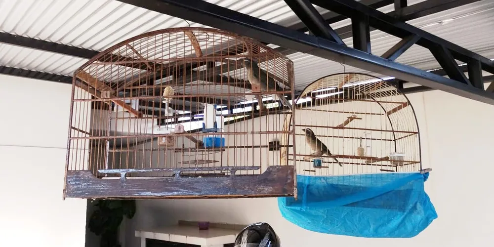 As aves da espécie trinca-ferro foram resgatadas e levadas ao IAT de Ponta Grossa