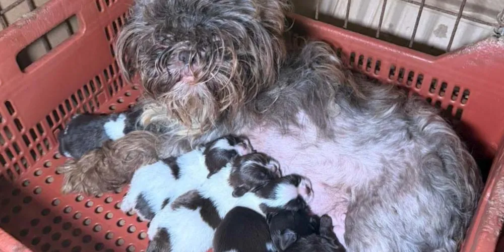 Animais em situação de maus-tratos.