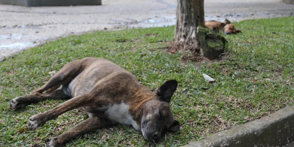 Cachorros de rua na Praça Barão de Guaraúna, ou 'Praça dos Polacos', em Ponta Grossa