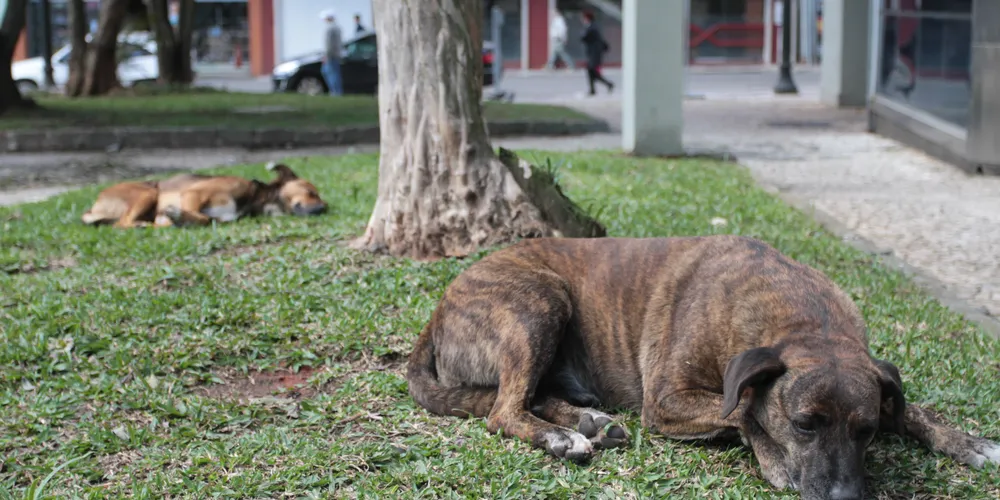 Cachorros de rua na Praça Barão de Guaraúna, ou 'Praça dos Polacos', em Ponta Grossa
