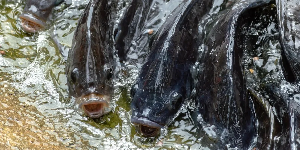 Associação aponta concorrência desleal e riscos sanitários
