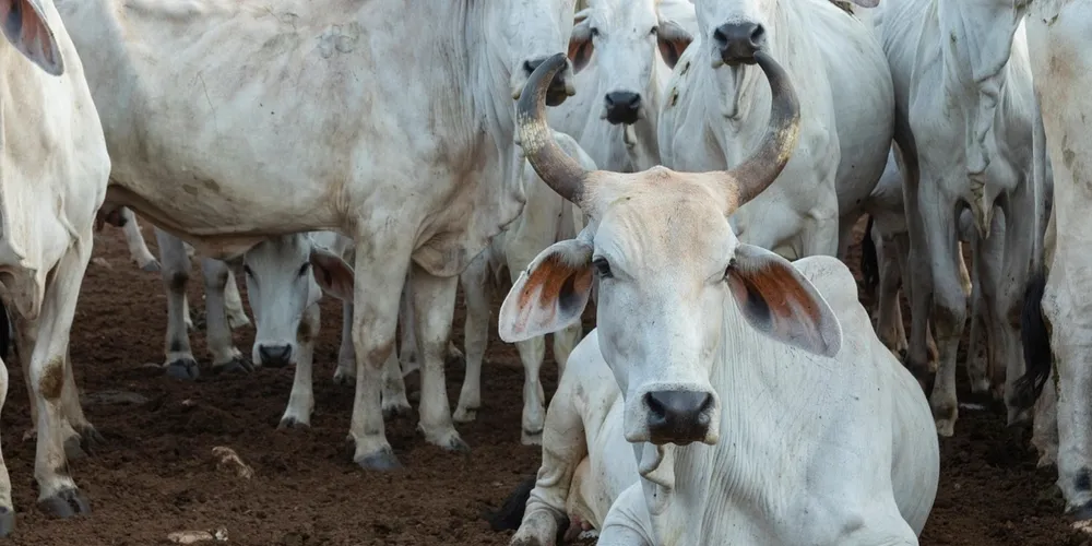 Pecuária brasileira foi o grande motor do crescimento do PIB do agro em 2025, registrando valorização de preços e expansão na produção industrial