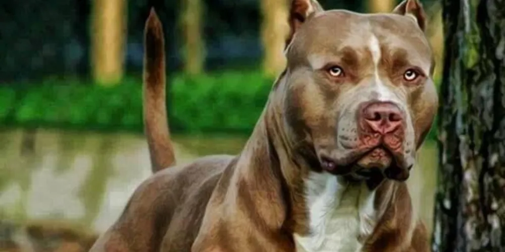 O pitbull foi contido por um familiar do tutor; a equipe constatou marcas de sangue em portões de residências vizinhas