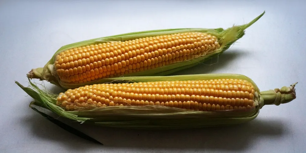 Áreas no Oeste já sentem a falta de umidade no solo