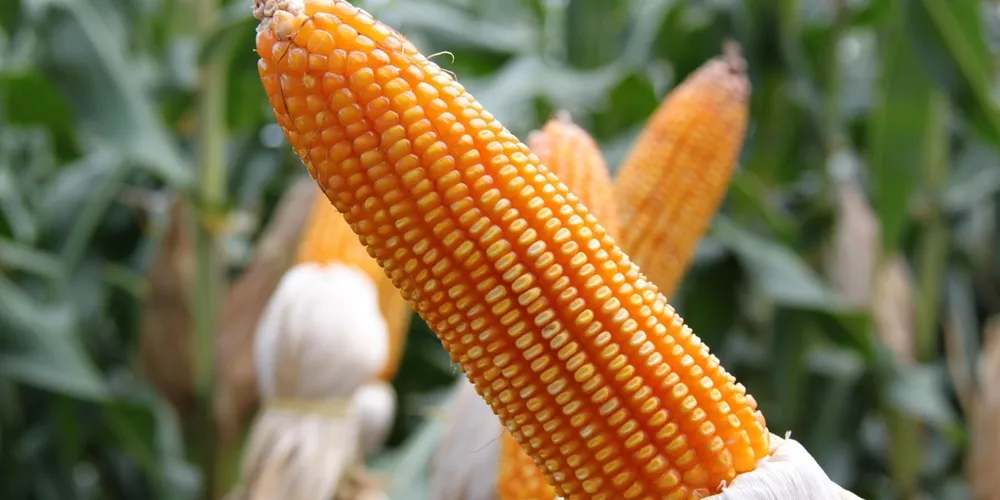 Monitoramento indica que a maior parte da produção mantém alto potencial produtivo