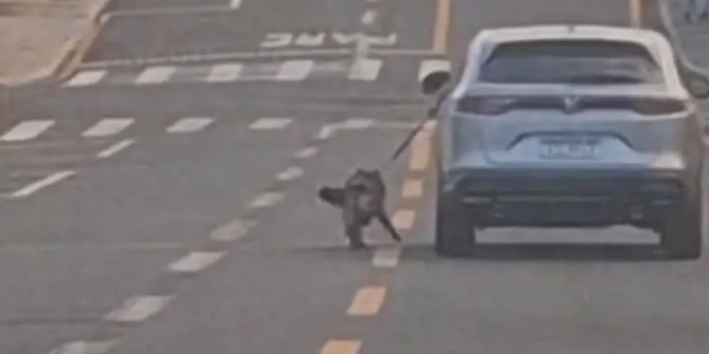 O registro mostra o animal se locomovendo sob sinais de exaustão