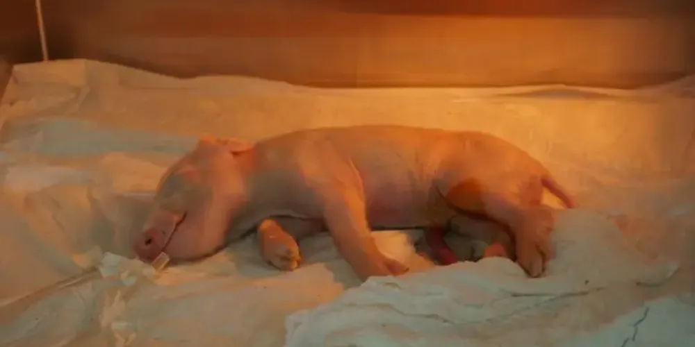 Porco clonado por cientistas da USP é identificado como "P22"