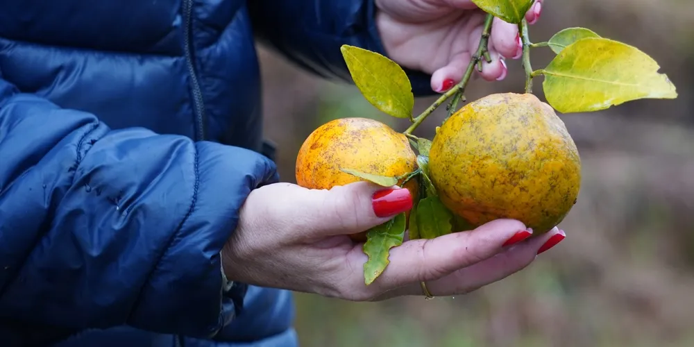 Doença já atinge 164 municípios paranaenses