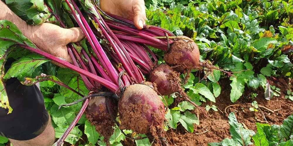 Marilândia do Sul lidera produção respondendo por mais de um terço da colheita estadual