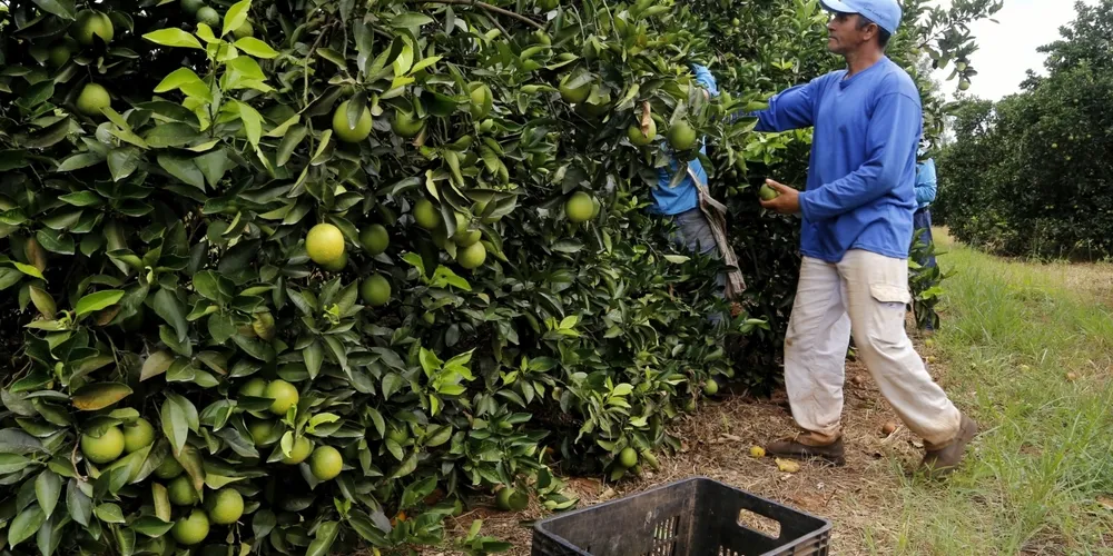 Preço da tahiti deve reagir em maio com expectativa de menor oferta