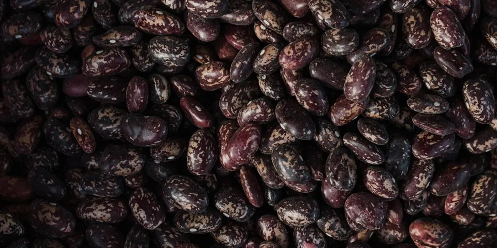 Preço das variedades carioca e preto apresenta redução no início de abril após longo período de valorização no campo