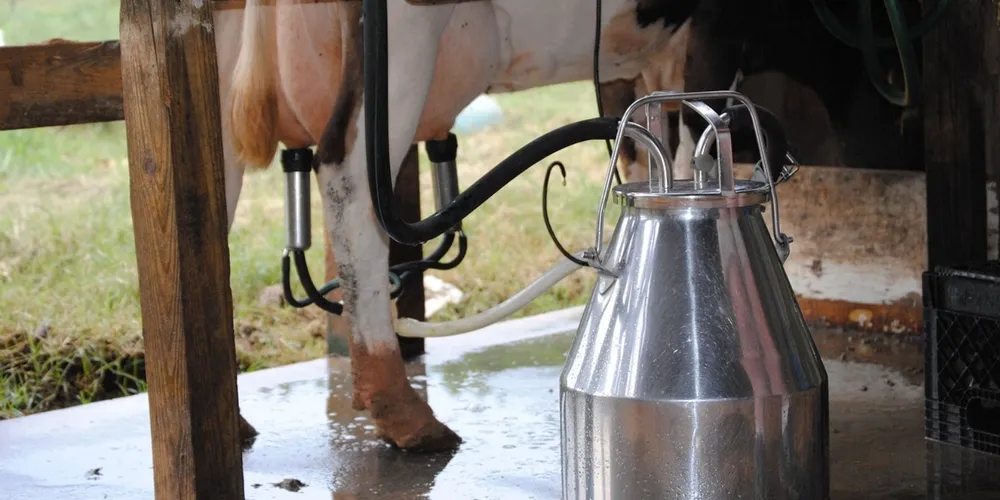 Queda na oferta de pastagens e aumento nos custos de nutrição animal contribuíram para a redução de 3,6% na captação nacional de leite