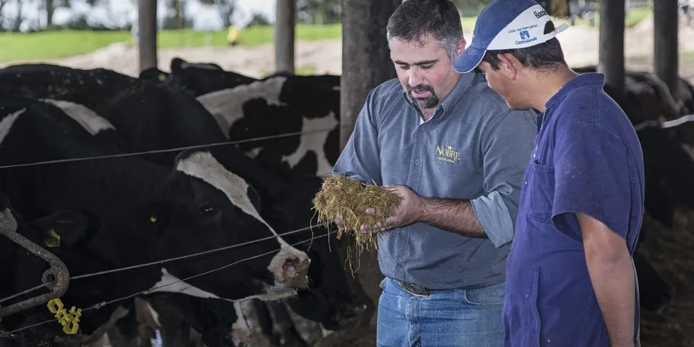 Custos operacionais elevados e concorrência com produtos importados limitam lucros apesar da alta sazonal