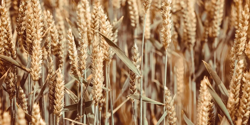 Expectativa de redução na área plantada para o próximo ciclo sustenta a alta dos preços no mercado interno