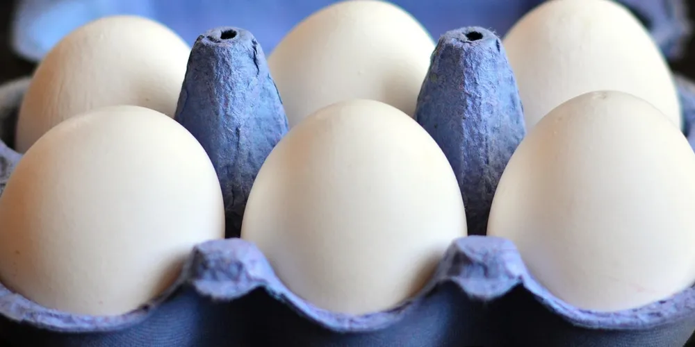 Demanda por ovos atinge pico sazonal entre fevereiro e março; em 2025, o consumo médio do brasileiro alcançou a marca de 288 unidades por habitante