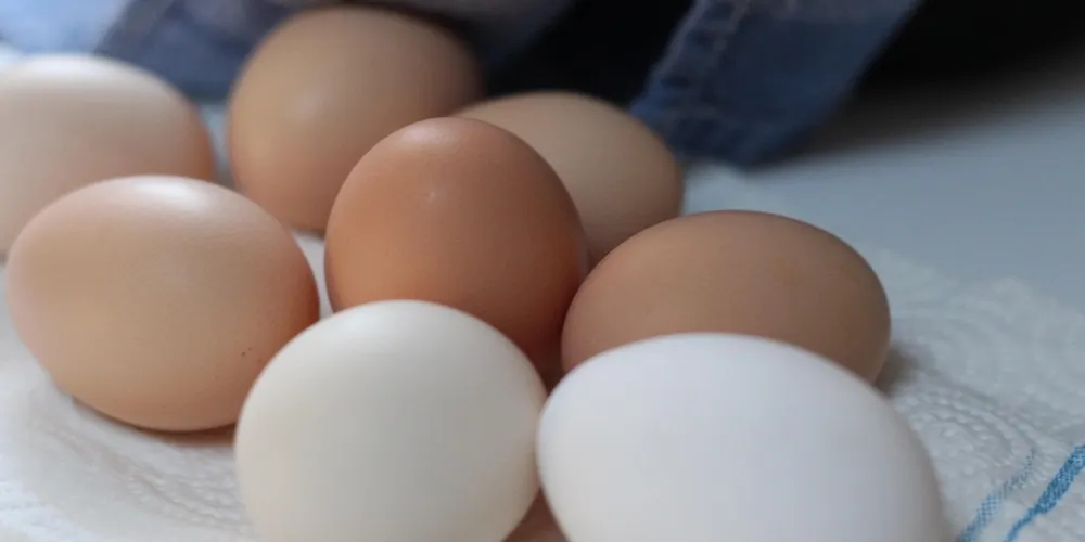 Diferença de coloração da casca, determinada pela genética da galinha, impacta diretamente no custo final devido ao maior consumo de ração das aves de ovos vermelhos