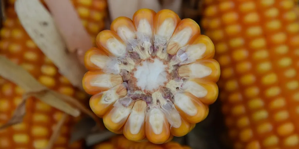 Valorização do cereal em Chicago reflete cenário de incertezas no fornecimento de energia e conflitos globais