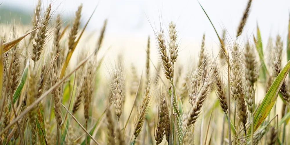 Valorização do trigo no Paraná reflete a menor oferta global e o aumento dos custos logísticos internacionais