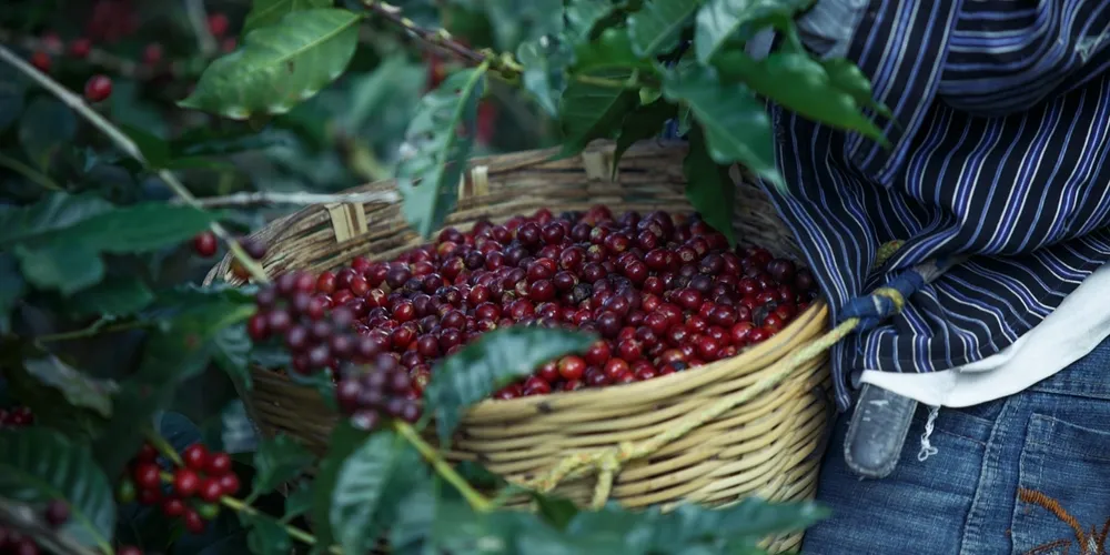 Expectativa de safra recorde em 2026 traz alívio ao mercado global e projeta estabilidade nos preços após anos de oferta limitada