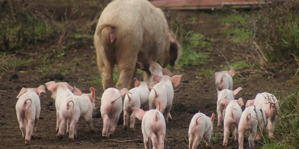 Aumento no peso médio dos animais abatidos garante maior oferta de carne sem a necessidade de aumentar proporcionalmente o rebanho