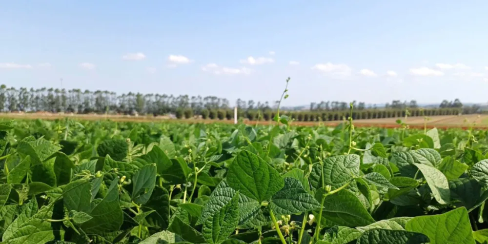 Qualidade e produtividade: IDR-Paraná lança cultivar de feijão em Ponta Grossa na quinta-feira