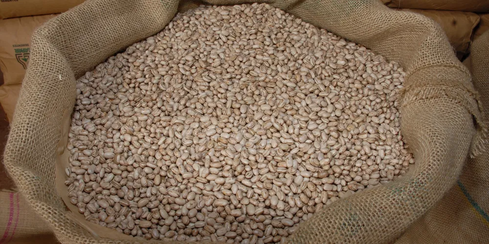 Como um feijão mais graúdo, a massa de mil grãos é de 257 gramas