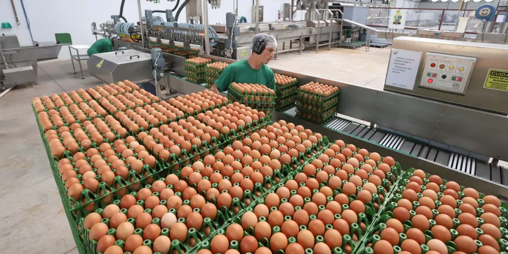 Produção brasileira de ovos foca no mercado interno, mas exportações já alcançam 87 países e indicam potencial de crescimento internacional