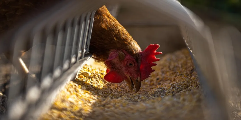 Indústria de alimentação animal projeta expansão moderada para 2026, com foco na intensificação da produção de proteínas e nutrição estratégica