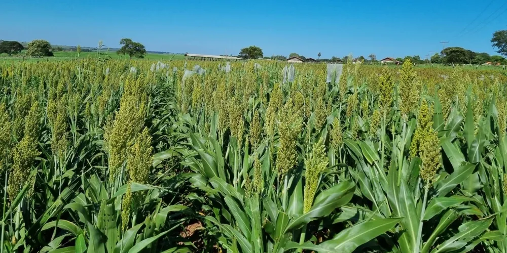 Recentemente, a China aprovou cargas testes do sorgo brasileiro, visando a diversificação de seus fornecedores de grãos