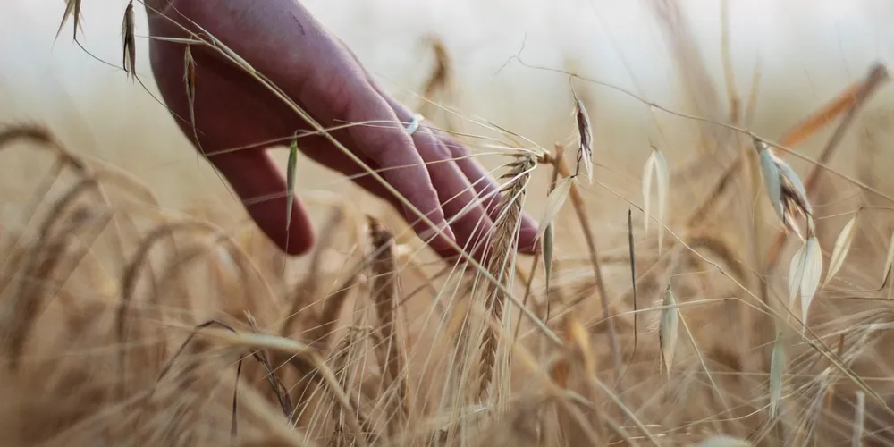 Redução na intenção de plantio e produtividade deve resultar em safra 12% menor em 2026