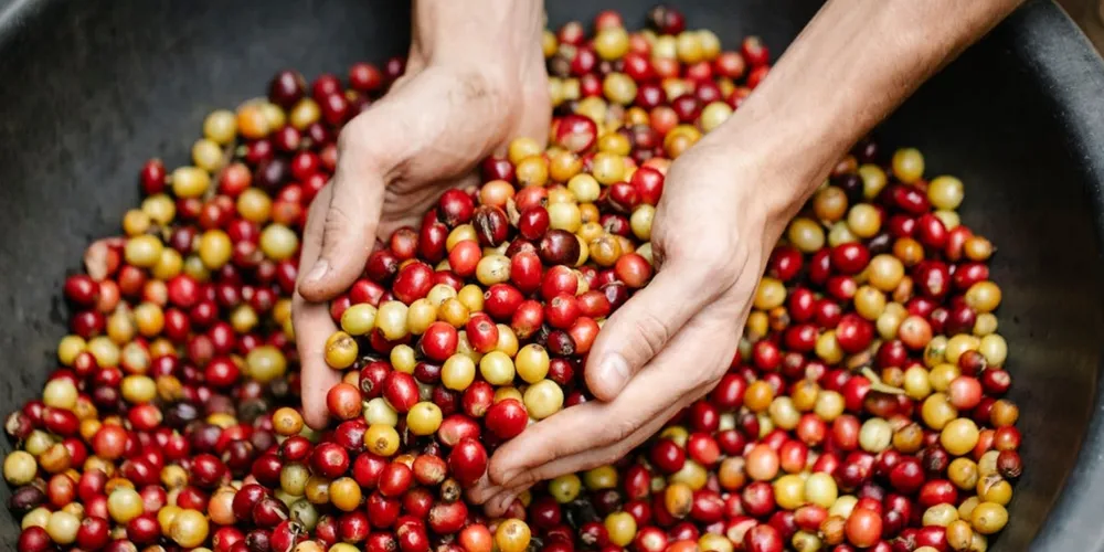 Baixa disponibilidade e retenção de estoques pelos produtores impactam números da exportação em março