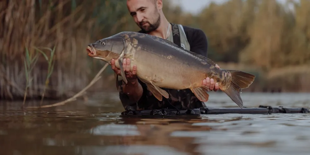 Paraná lidera a criação de tilápias no país
