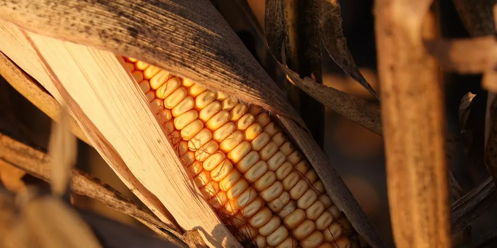 Monitoramento precoce é essencial para evitar que a praga comprometa a absorção de luz e nutrientes