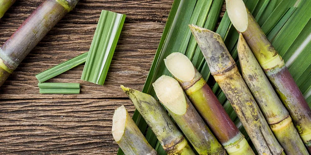 Mesmo com produtividade menor no campo, a eficiência industrial permitiu recordes na produção de biocombustíveis e açúcar