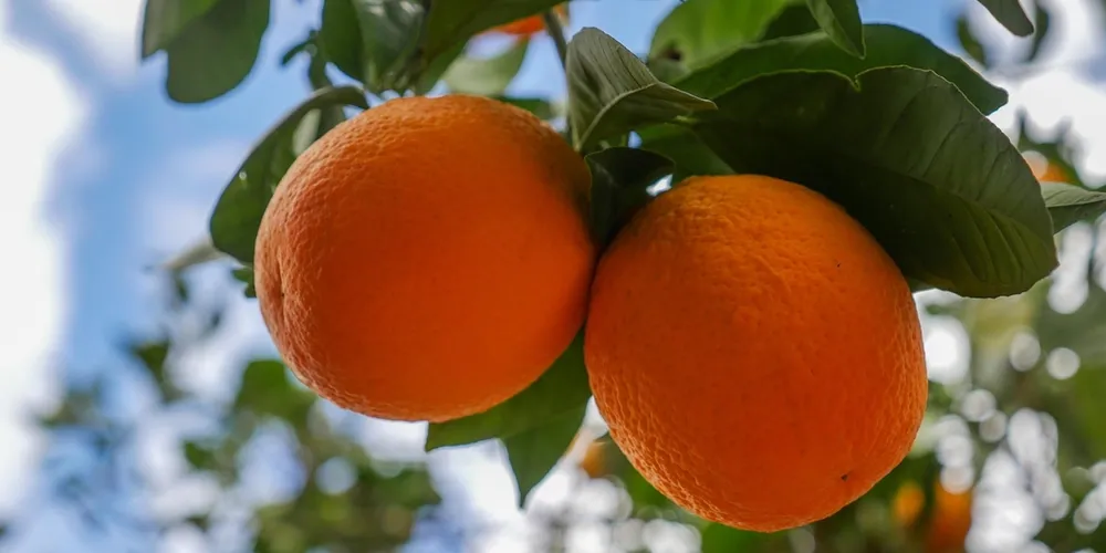 Atraso na colheita e clima seco reduziram o peso médio dos frutos, exigindo mais unidades para completar uma caixa padrão